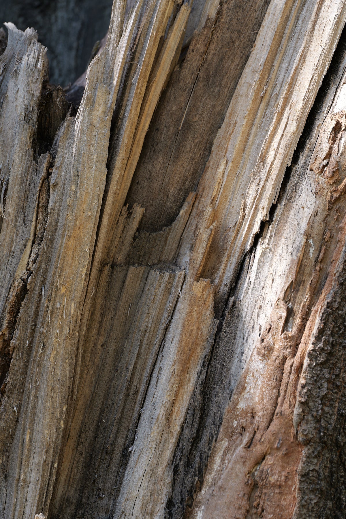 VESPER CEDAR